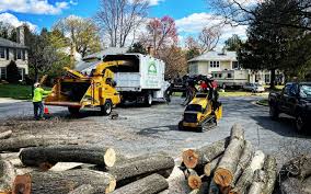 How Our Tree Care Process Works  in Oakland, MD